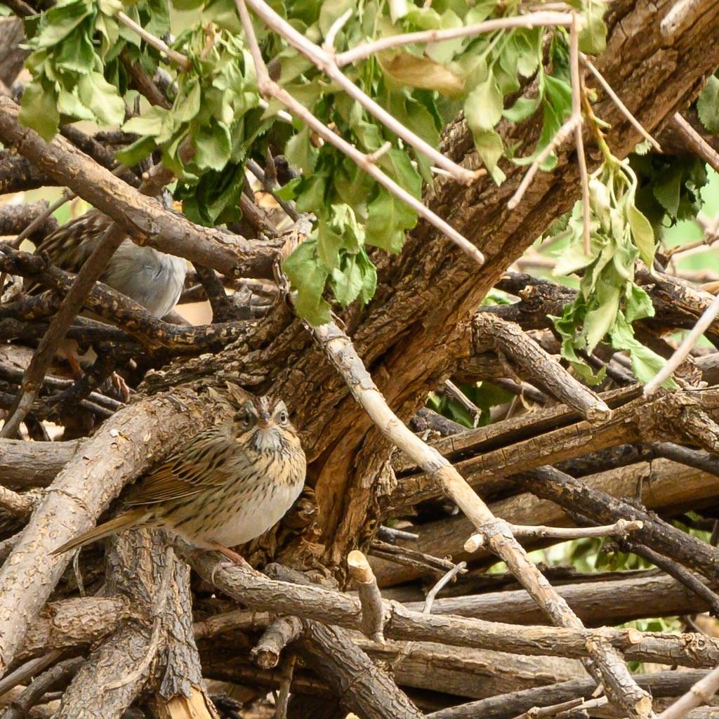 Lincoln's Sparrow by phoca2004 is licensed under CC BY-NC-ND 2.0.